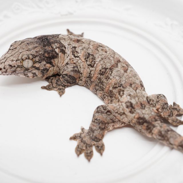 GT 코기스 트로거 프리델