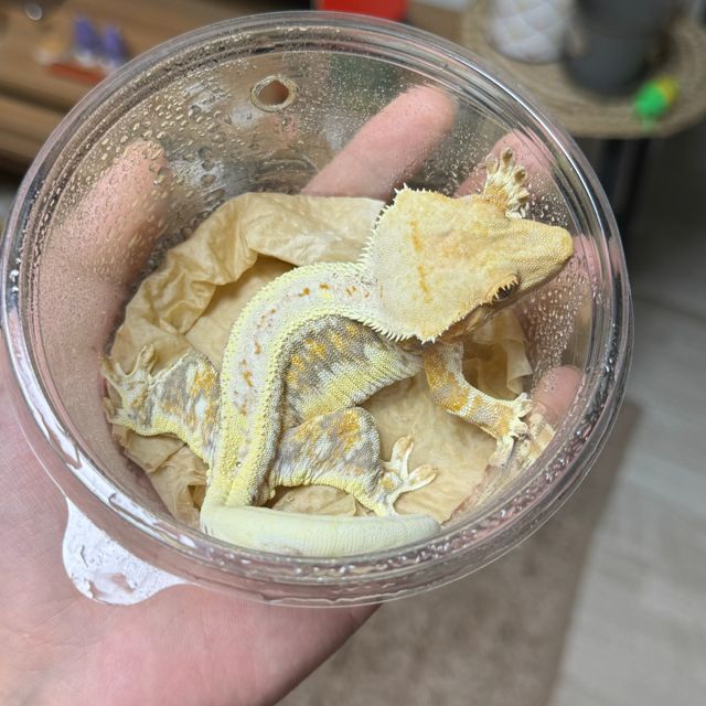 릴리화이트 트라이