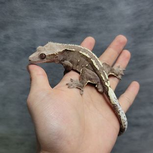 아잔틱