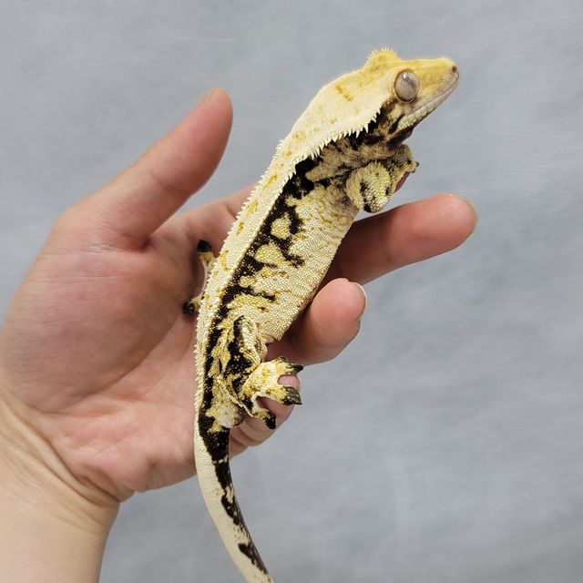 레이지 화이트스팟 화이트포트홀