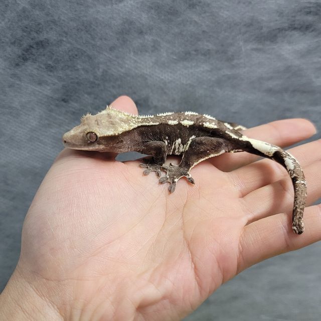 아잔틱