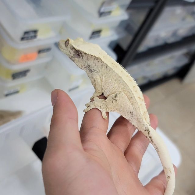 화이트스팟 화이트포트홀 화이트핀
