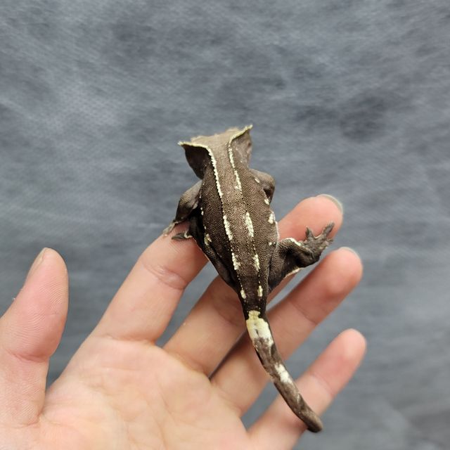 아잔틱