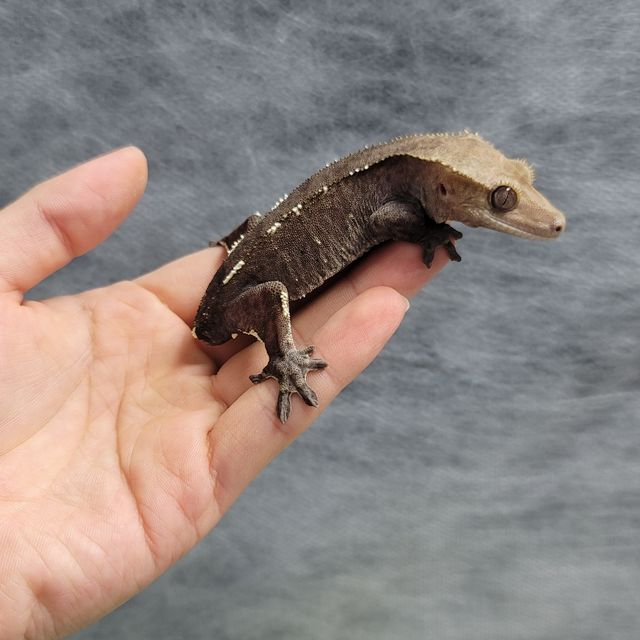 아잔틱