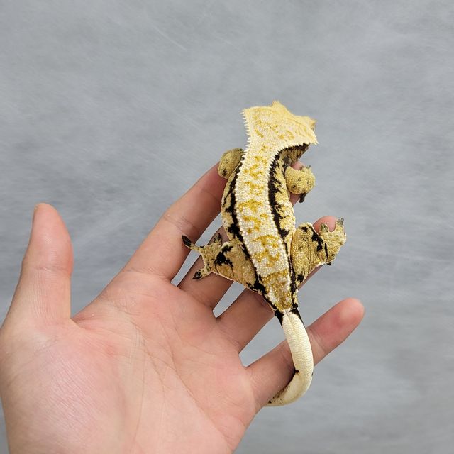 화이트 텐저린