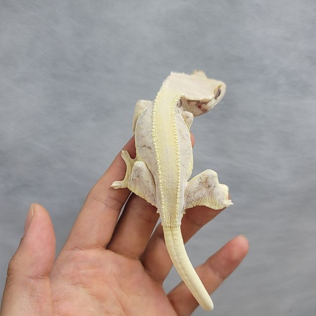 릴리화이트