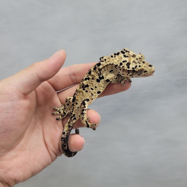 슈퍼달마시안