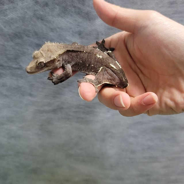 아잔틱