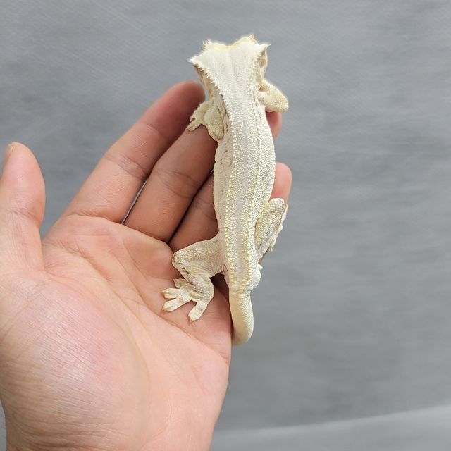 릴리화이트