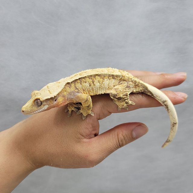 화이트 트라이