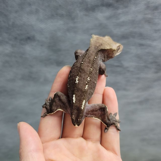 아잔틱