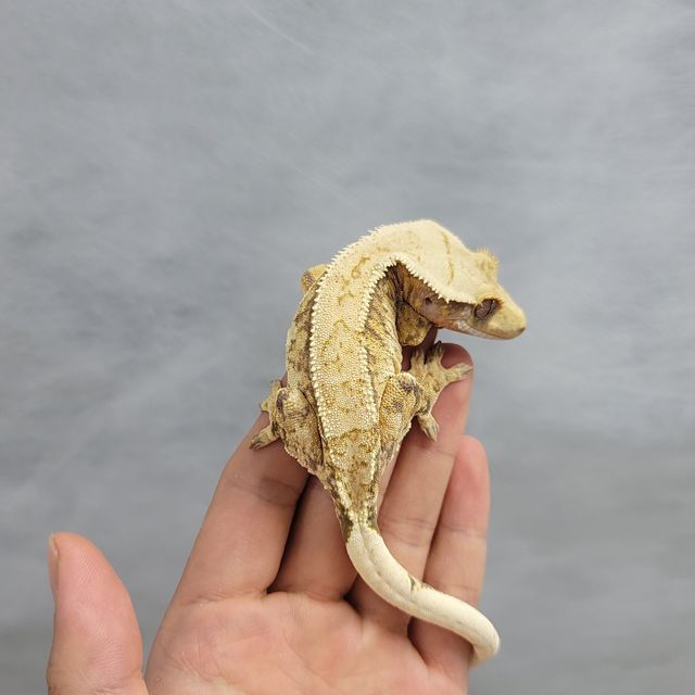 화이트 트라이