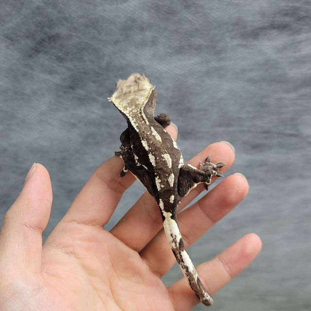 아잔틱