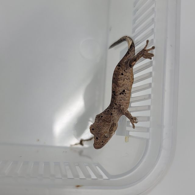 슈퍼달마시안