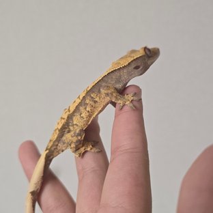 트라이