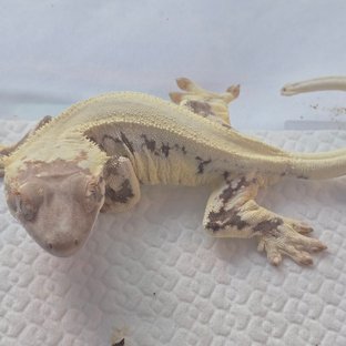 솔리드백 프라푸치노