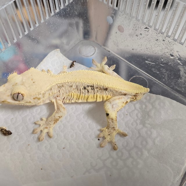 릴리화이트 솔리드백