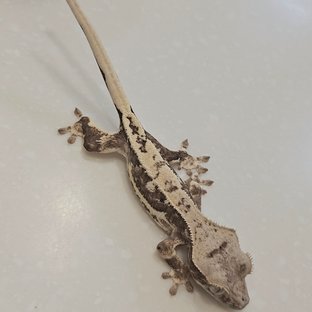 릴리100%헷아잔틱