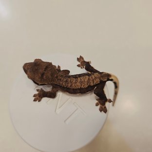 팬텀 릴리100%헷아잔틱