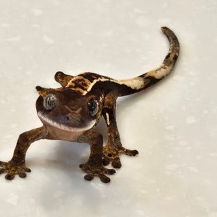 핀스트라이프 100%헷아잔틱