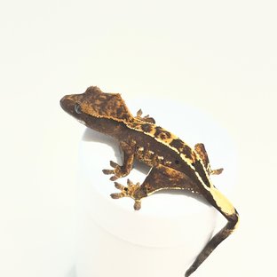 핀스트라이프 100%헷아잔틱