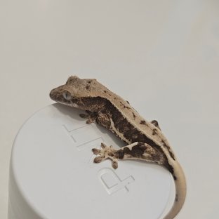 릴리100%헷아잔틱