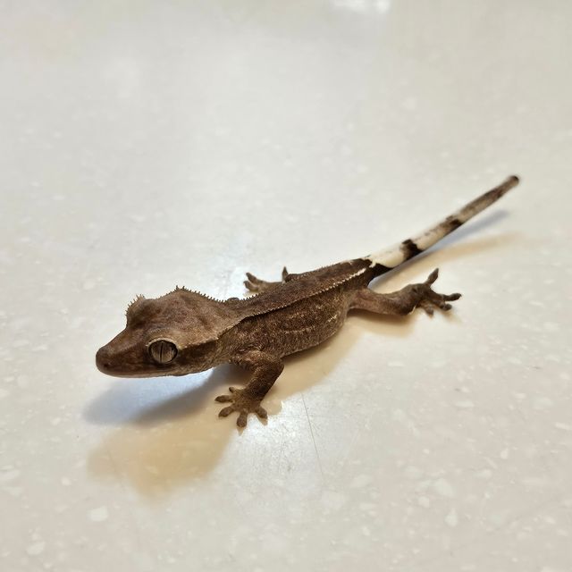 아잔틱