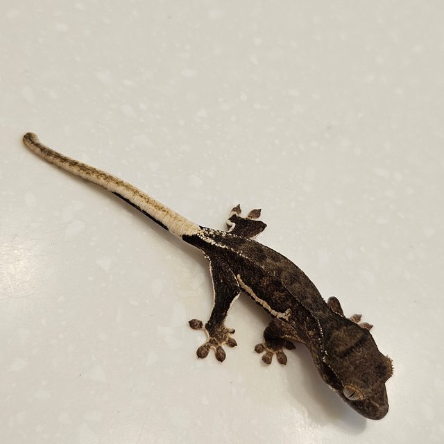 팬텀 릴리100%헷아잔틱