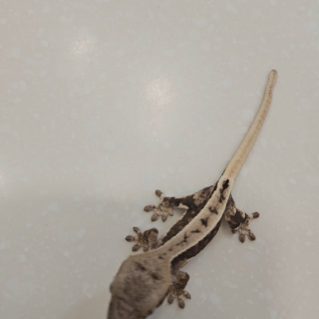 릴리100%헷아잔틱