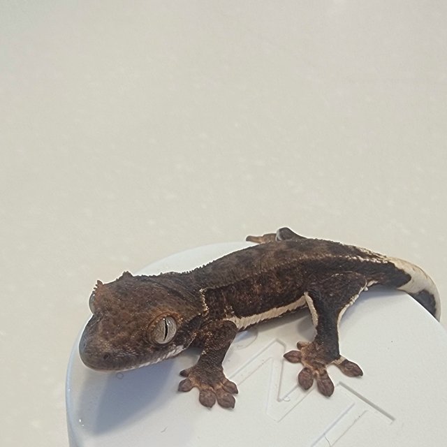 팬텀 릴리100%헷아잔틱