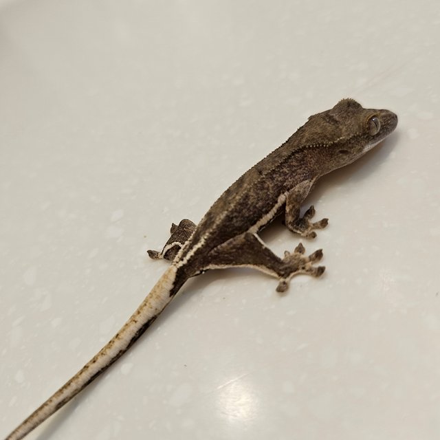 팬텀 릴리100%헷아잔틱