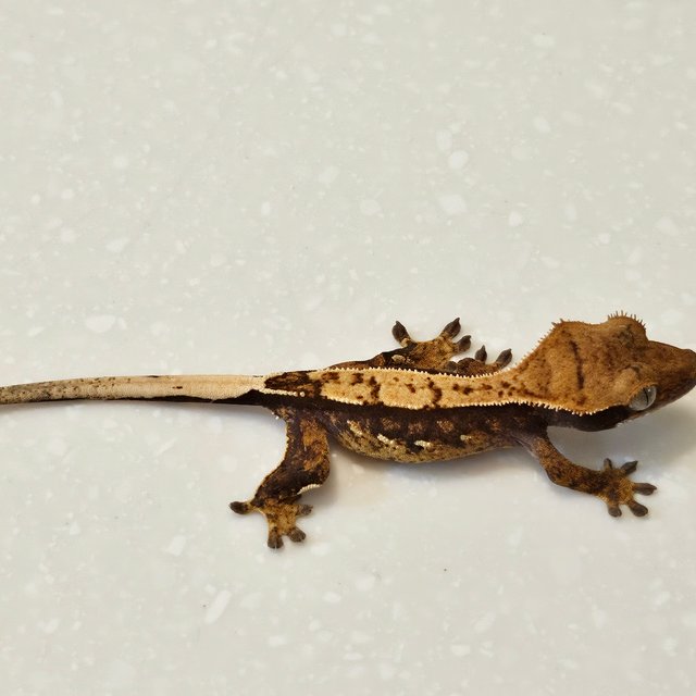 할리퀸