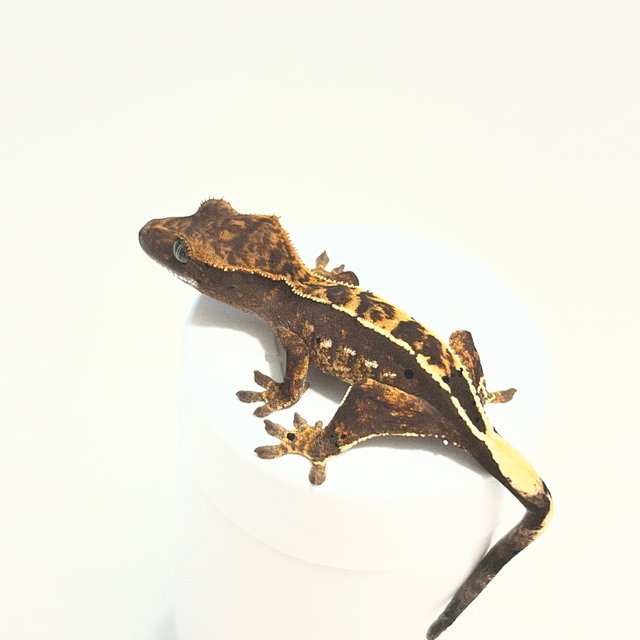 핀스트라이프 100%헷아잔틱