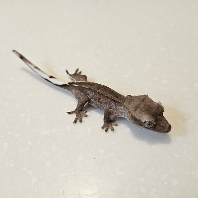 아잔틱