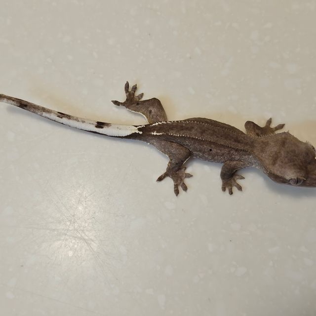 아잔틱