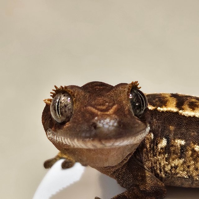 핀스트라이프 100%헷아잔틱