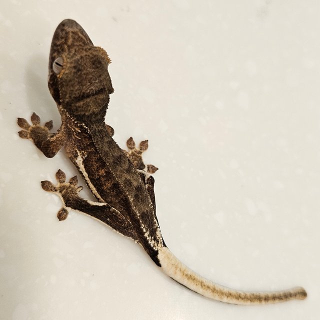 팬텀 릴리100%헷아잔틱