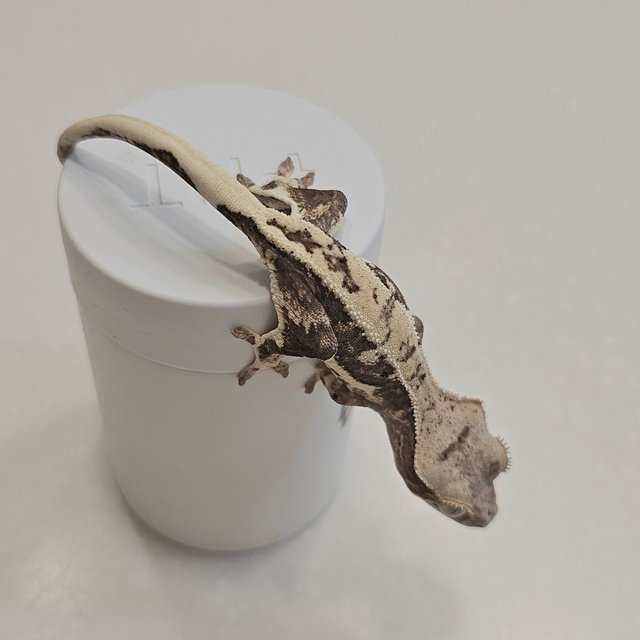 릴리100%헷아잔틱