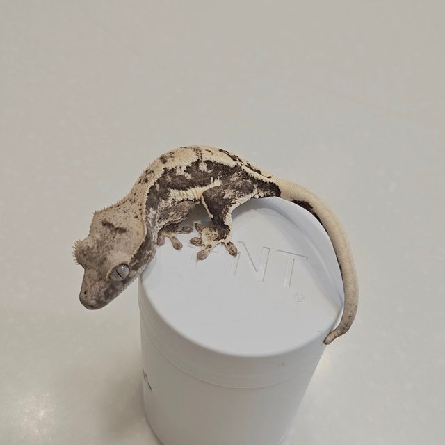 릴리100%헷아잔틱