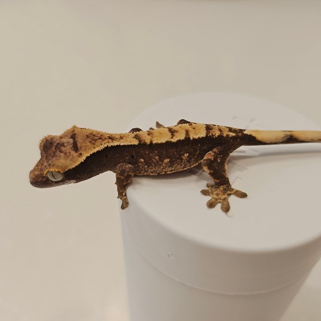 크림시클 100%헷아잔틱