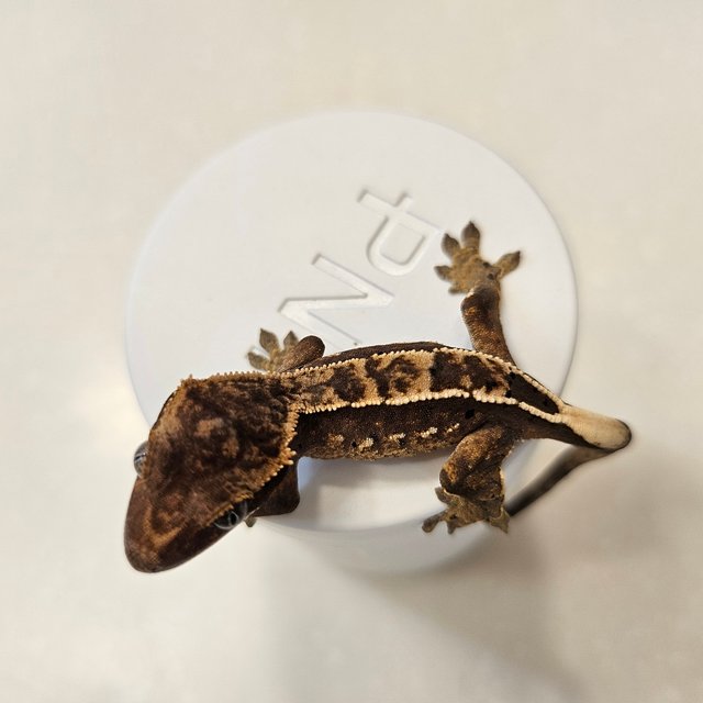 핀스트라이프 100%헷아잔틱