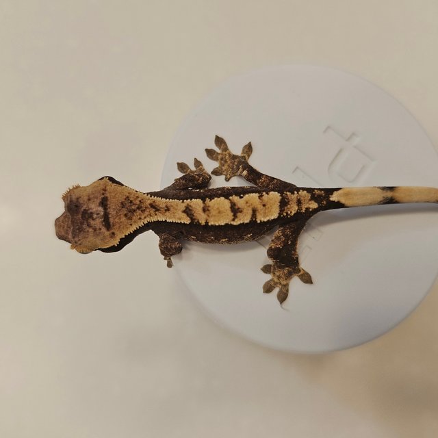 크림시클 100%헷아잔틱