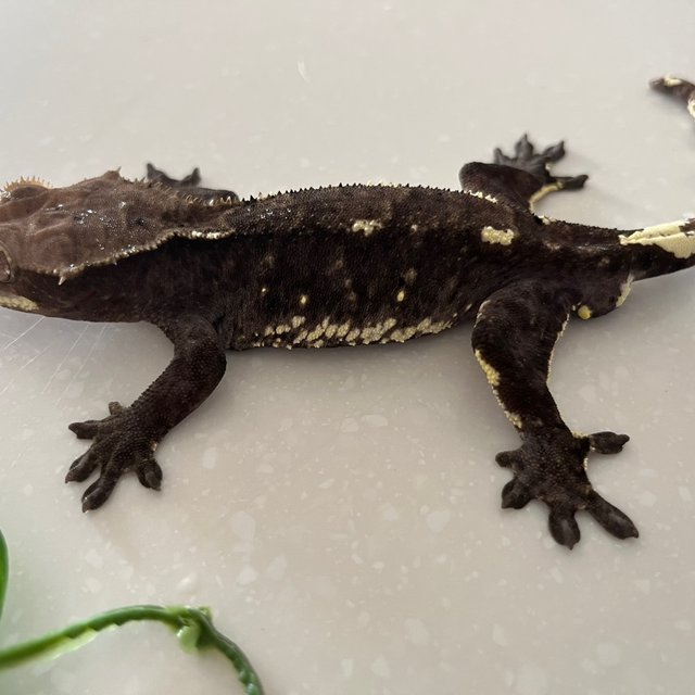 아잔틱