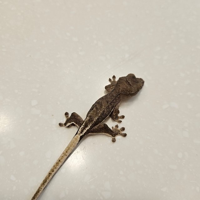 팬텀 릴리100%헷아잔틱