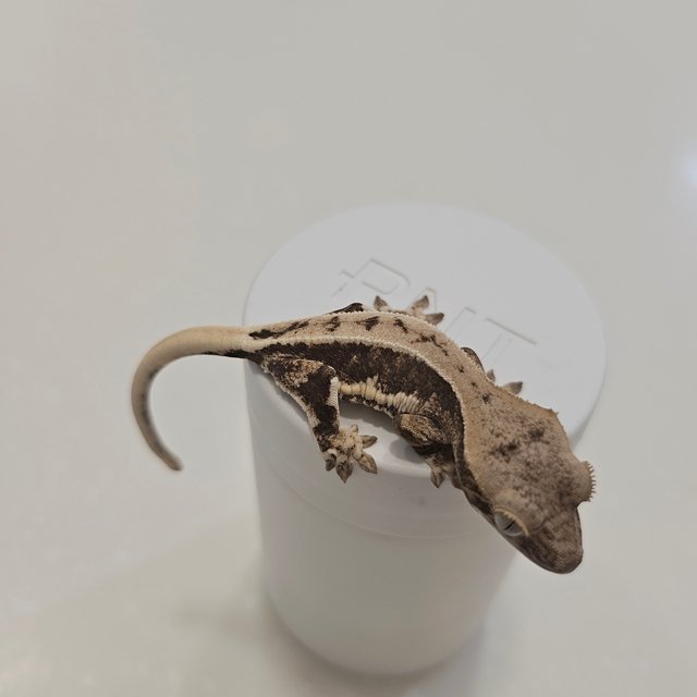 릴리100%헷아잔틱