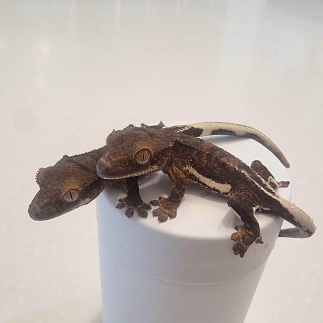 팬텀 릴리100%헷아잔틱