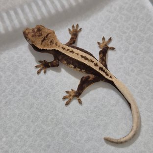 100%헷아잔틱 풀핀 슈퍼스트라이프