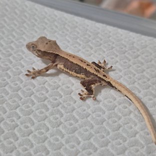 릴리100%헷아잔틱 100%헷아잔틱