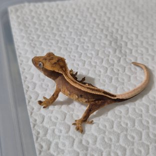 100%헷아잔틱 슈퍼스트라이프