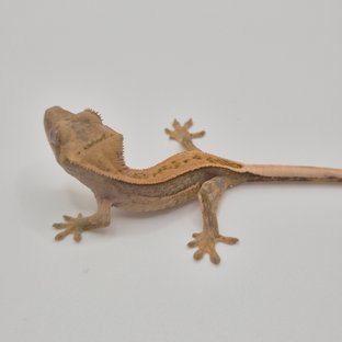 100%헷아잔틱 쿼드 풀핀